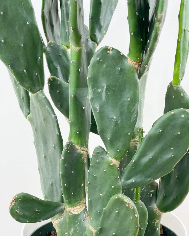 Tips On Trimming Cactus Plants - When And How To Cut Back A Cactus