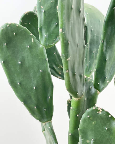 Foliage Foliage