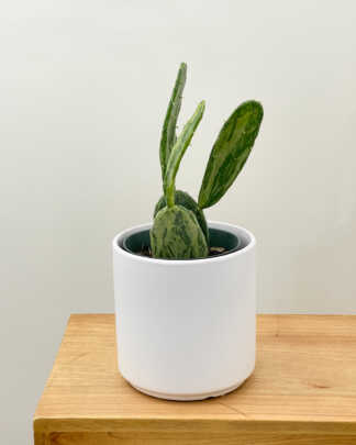 opuntia cactus variegated