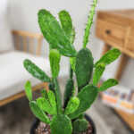 Opuntia Prickly Pear