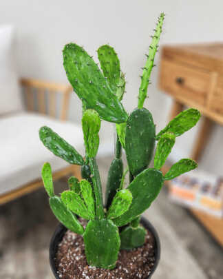 Opuntia Prickly Pear