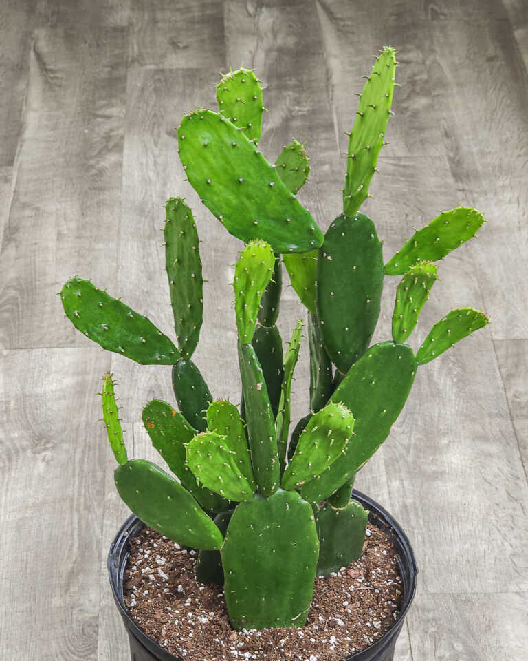 Cactus Varieties Plantvine 