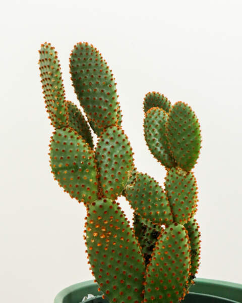 Foliage Foliage