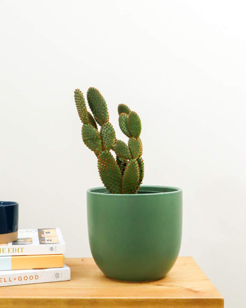 Red Bunny Ears Cactus