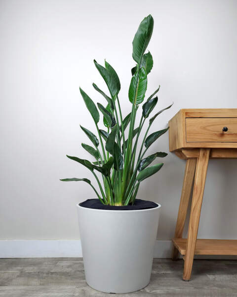 Extra Large Extra Large