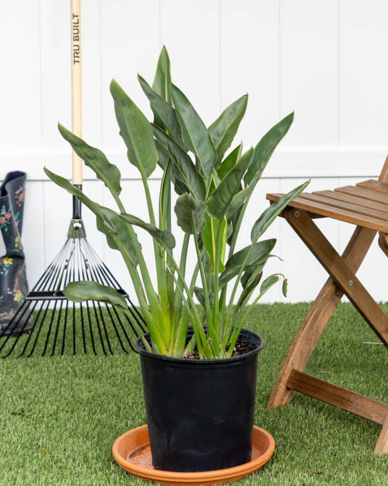 Orange Bird of Paradise PlantVine