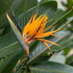 orange bird of paradise flower