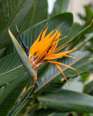 orange bird of paradise flower
