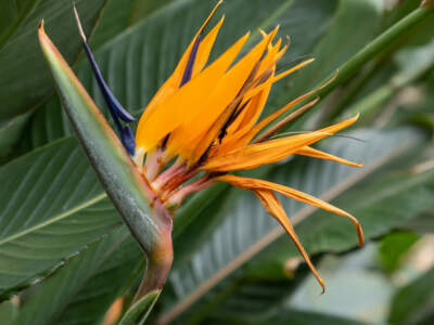 orange bird of paradise flower