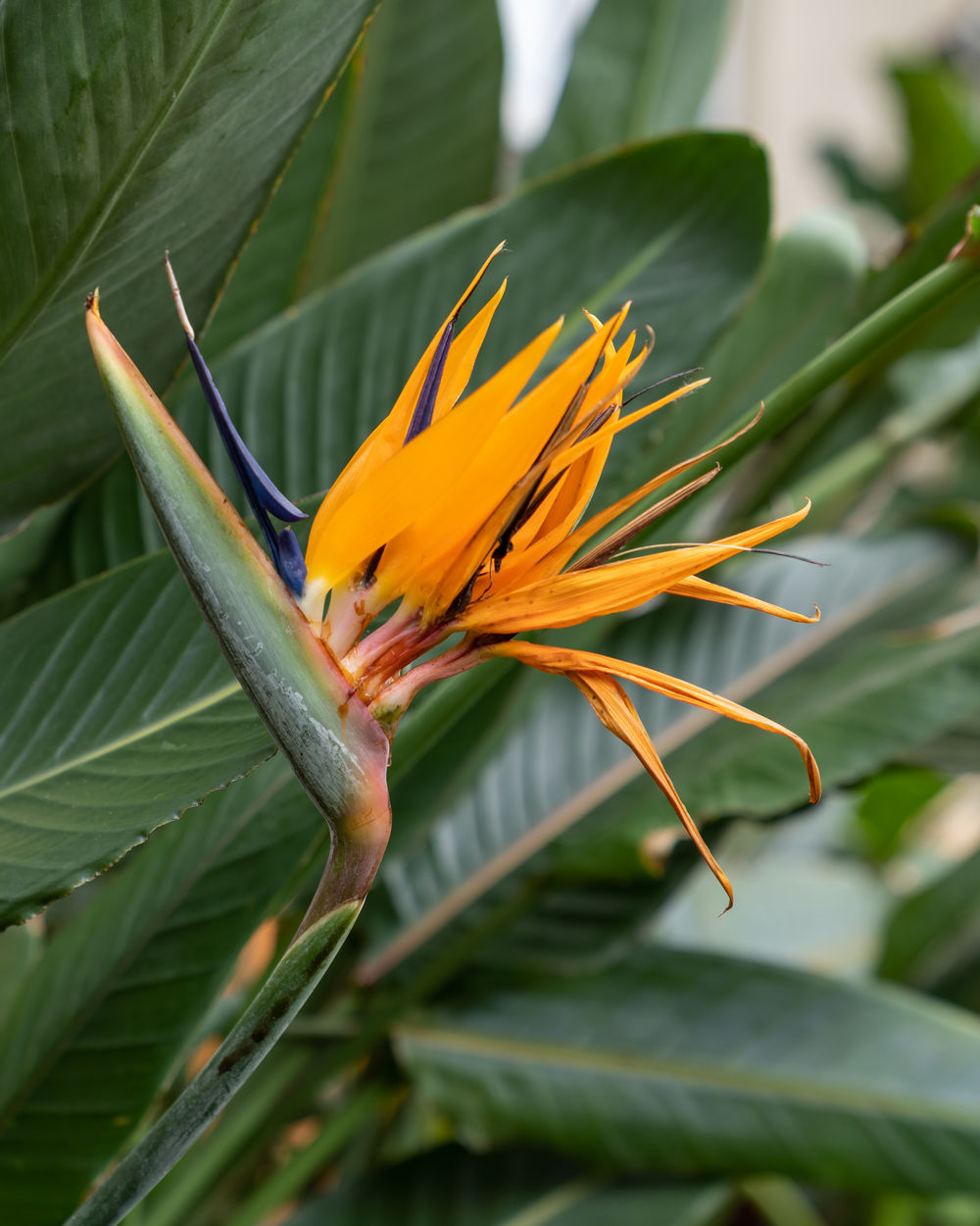 BIRD OF PARADISE LIVE PLANT Exotic Plants Orange Flower Strelitzia reginae