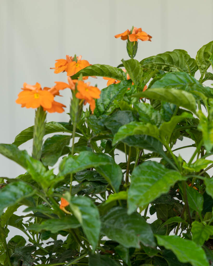 Crossandra infundibuliformis ‘Orange Marmalade’, Orange Crossandra