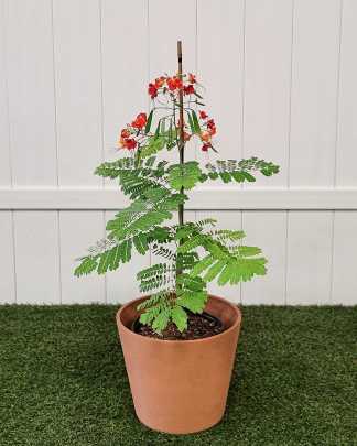 Orange Pride of Barbados - Large