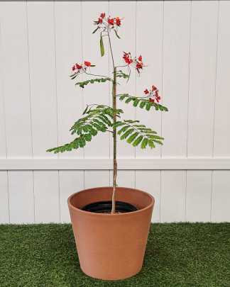 Orange Pride of Barbados - Extra Large