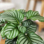 Orbifolia Calathea