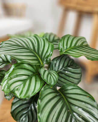 Orbifolia Calathea