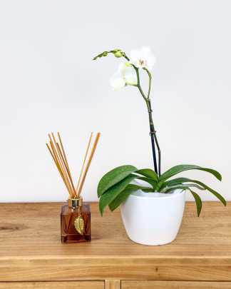 Mini Orchid - White, Small