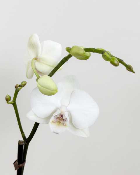 Flower White Flower White