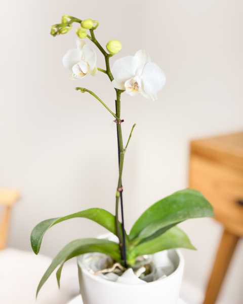 Main, Orchid White Main, Orchid White