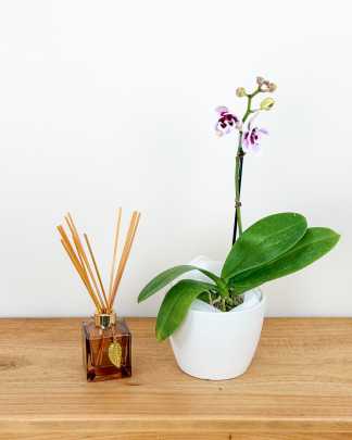 Mini Orchid - Purple, Small
