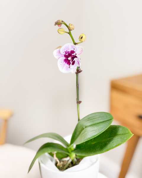 Main, Orchid Purple Main, Orchid Purple