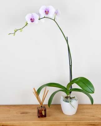Orchid Single Spike - Blush Pink, Medium