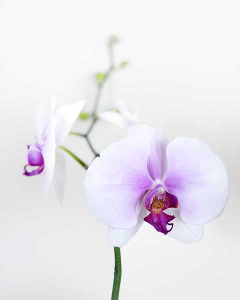 Flower Blush Pink Flower Blush Pink