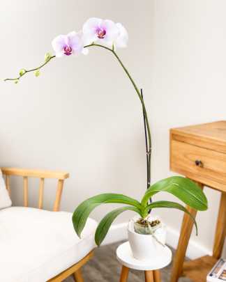 Orchid Single Spike