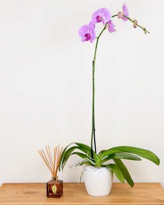 Orchid Single Spike - Lavender, Medium