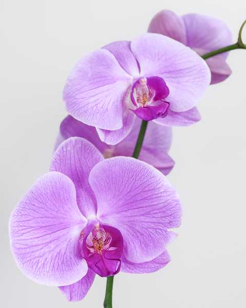 Flower Lavender Flower Lavender