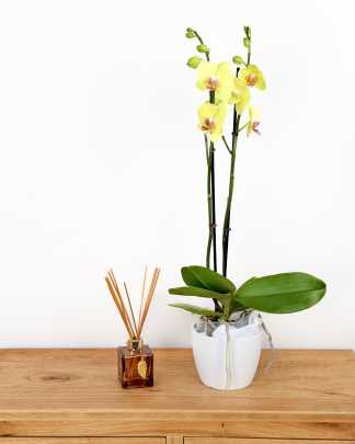 Orchid Double Spike - Medium