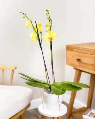 Orchid Double Spike