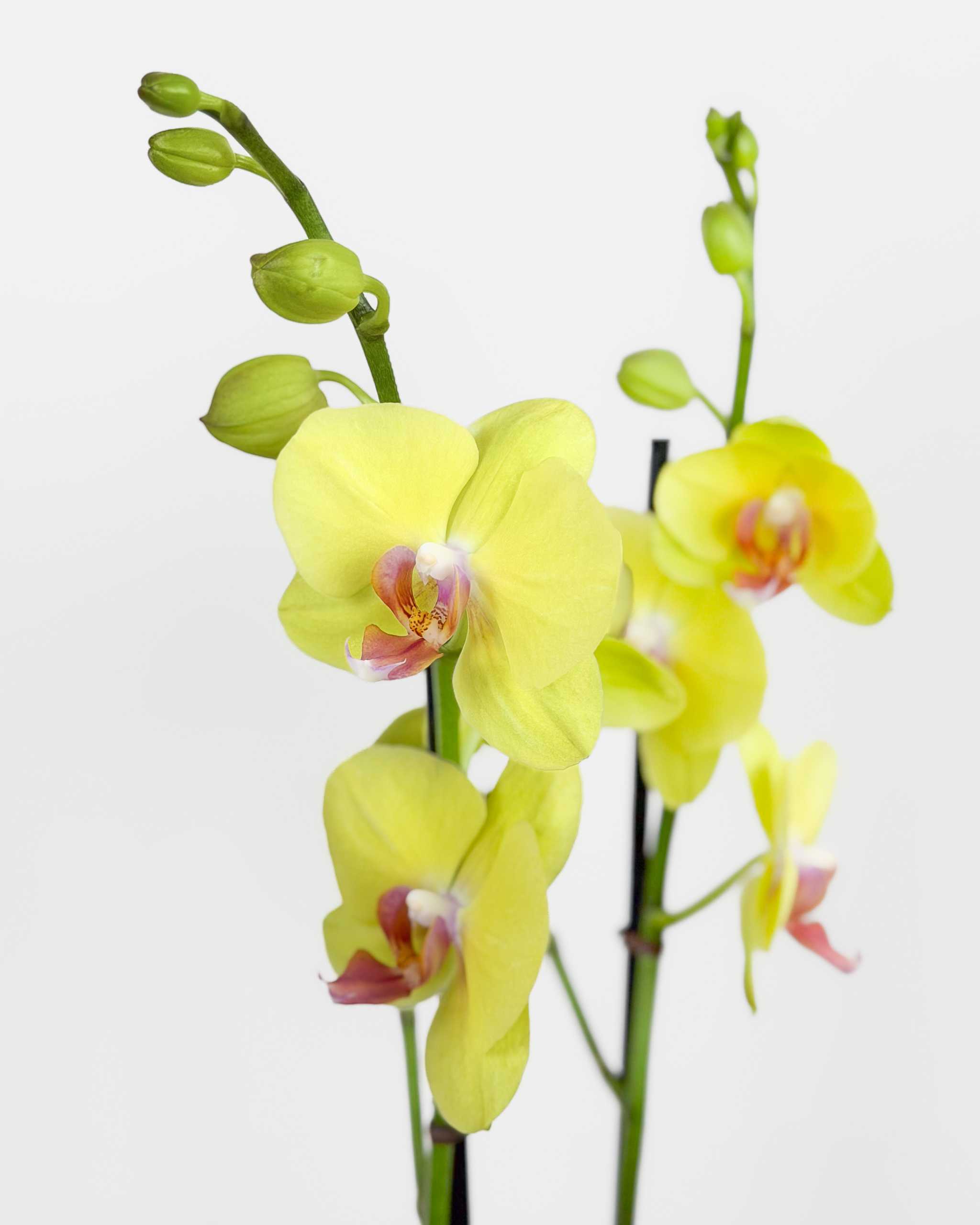 Orchid Double Spike