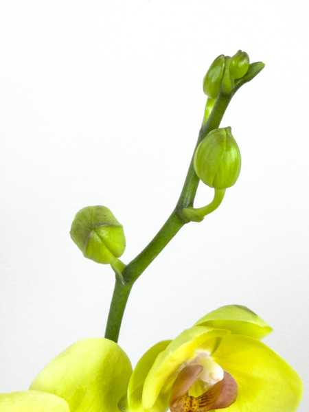 Flower 2 Flower 2
