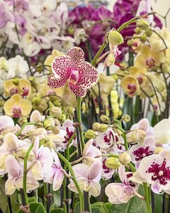 Orchid blow out-2 copy 2