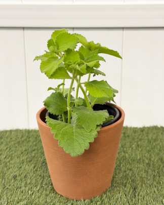 Oregano