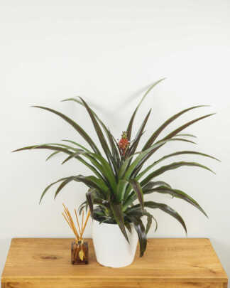 Ornamental Red Pineapple