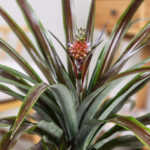 Ornamental Red Pineapple