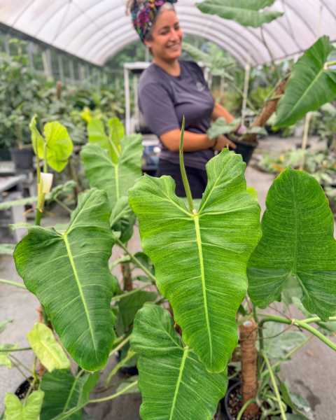 PlantVine Picks