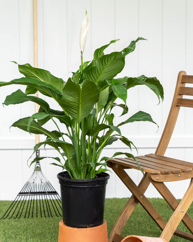 Spathiphyllum 'Sweet Pablo', Peace Lily