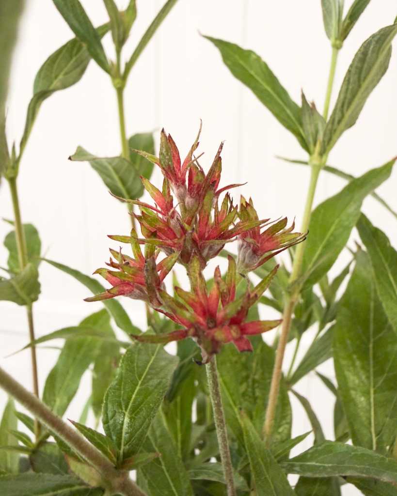 Rondeletia leucophylla, Panama Rose