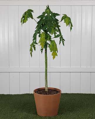 Papaya Fruit Tree - Large