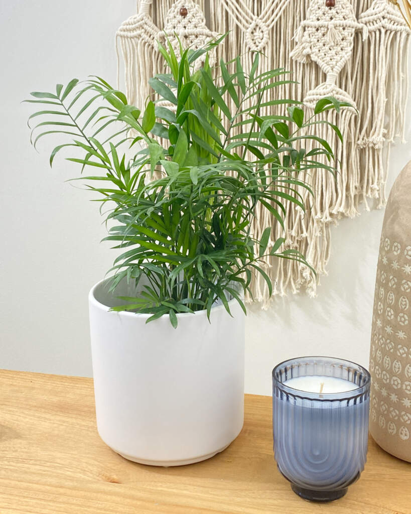 Bamboo Palm