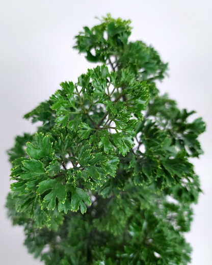 Parsley Aralia