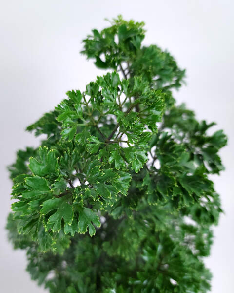 Foliage Foliage