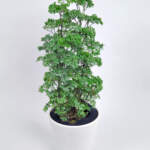 Parsley Aralia