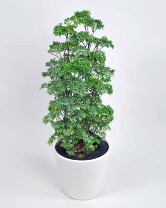 Parsley Aralia