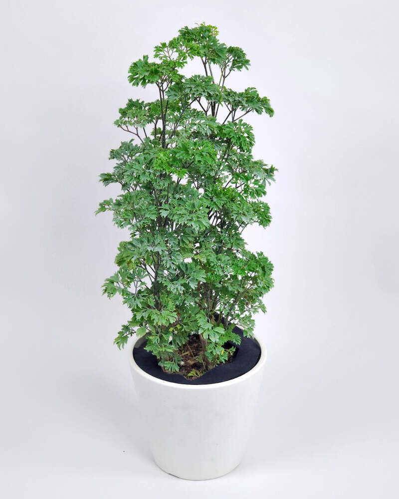 https://www.plantvine.com/plants/Parsley-Aralia-1G-Main-1-800x1000.jpg?utm_source=chatgpt.com