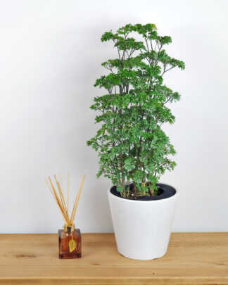 Caring for your Aralia Caring for an aralia plant requires an understanding of its specific needs, which vary among different species and cultivars. By providing the right balance of light, water, temperature, and humidity, you can ensure the healthy grow