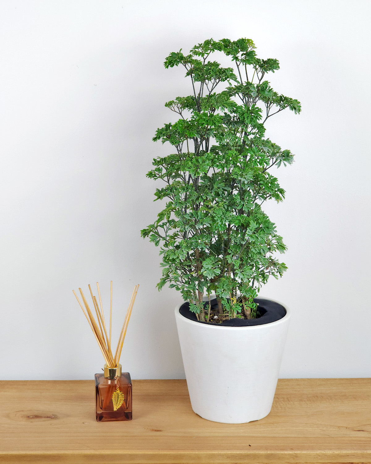 Parsley Aralia PlantVine