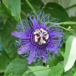 passiflora incarnata purple passion flower
